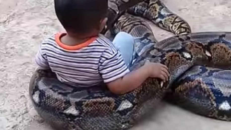 Dečak se igra sa pitonom