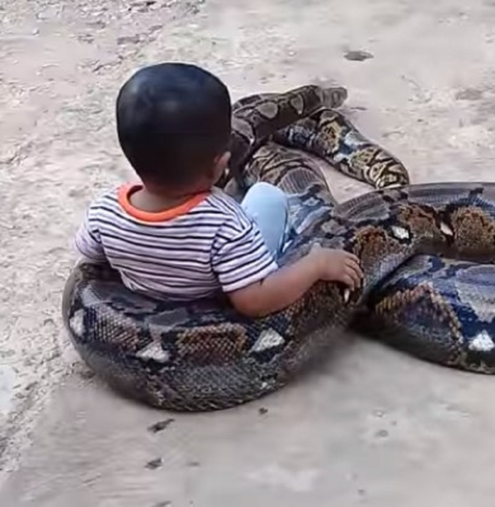 Dečak se igra sa pitonom