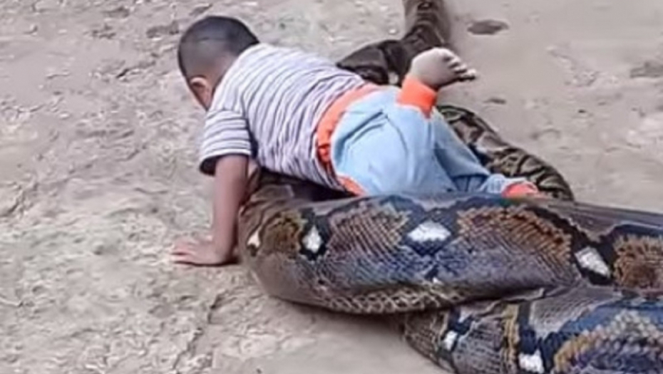 Dečak se igra sa pitonom