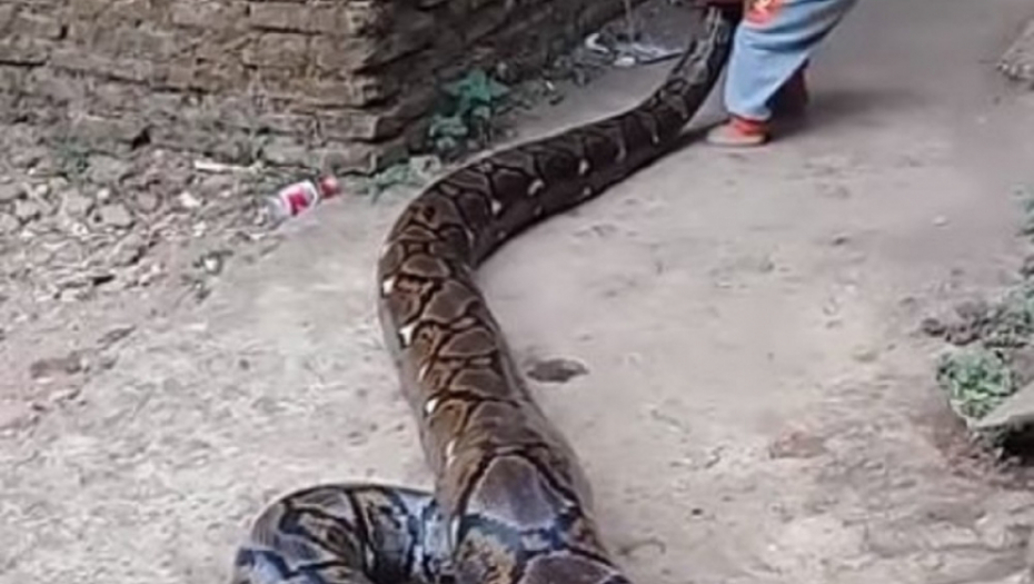 Dečak se igra sa pitonom