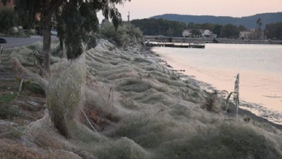 Grčka paukova mreža