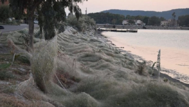 Grčka paukova mreža