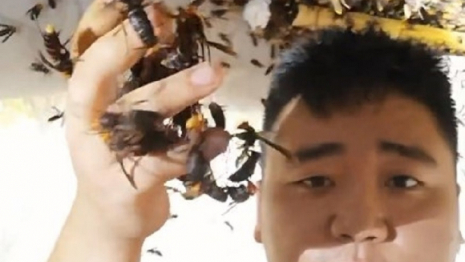 Uzgajivač stršljenova