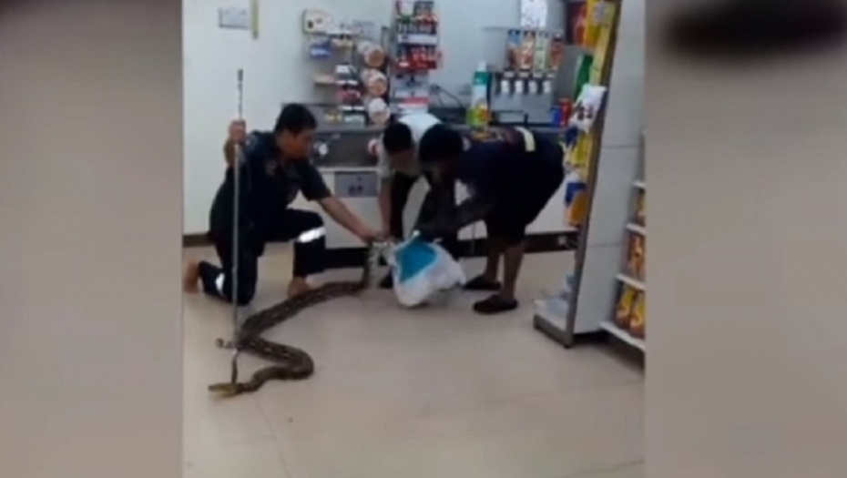 Piton dremnuo u radnji