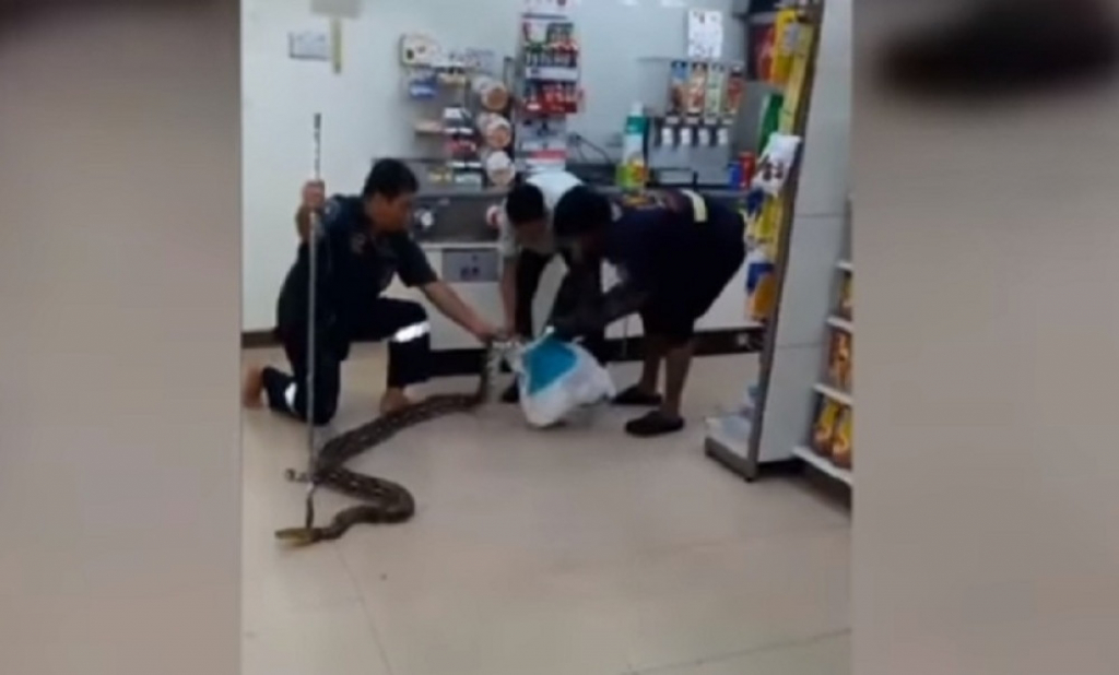 Piton dremnuo u radnji