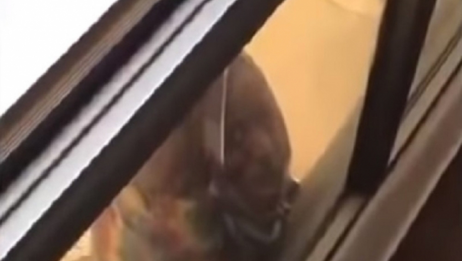 Jeziv slučaj u Kuvajtu