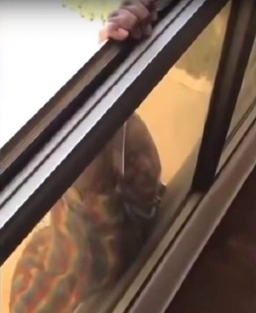 Jeziv slučaj u Kuvajtu