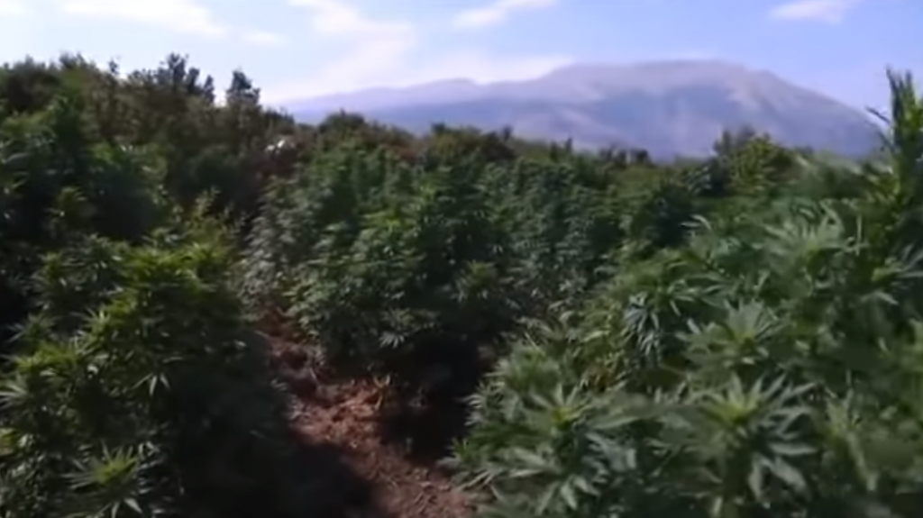 Albanske plantaže marihuane