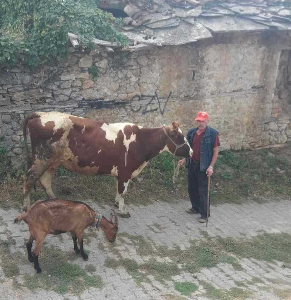 Kravu je dobila i porodica Matić