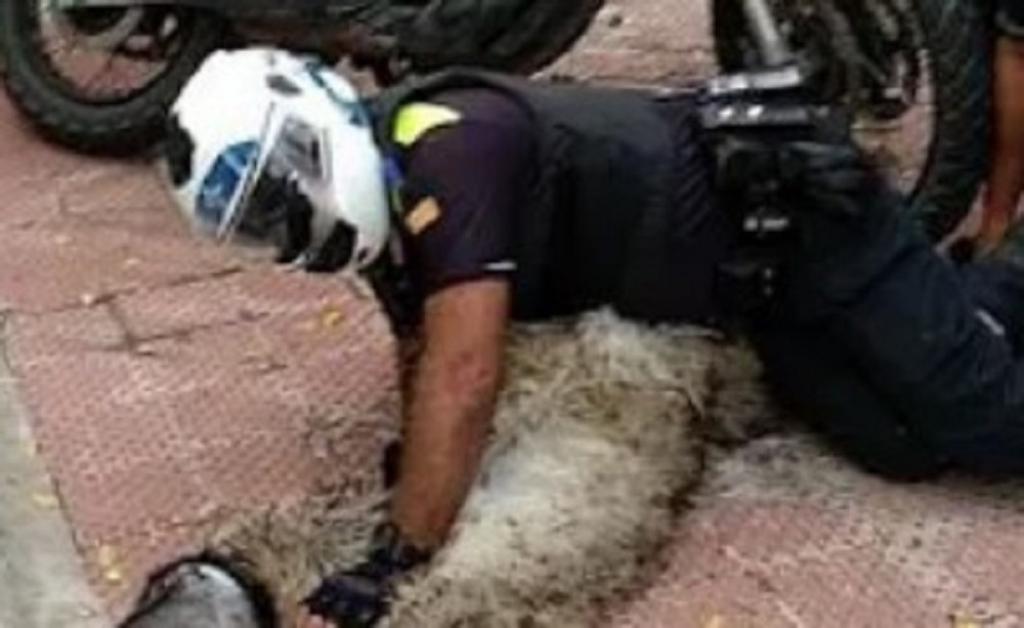 Emu umro od straha dok ga je policja jurila