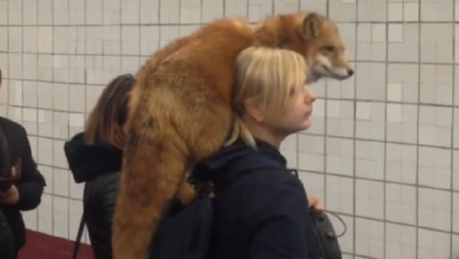Prošetala lisicu na ramenu u metrou