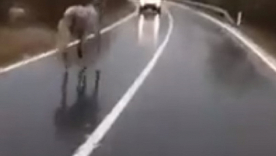 Konj trčao po kolovozu, a vozilo mu naišlo u susret