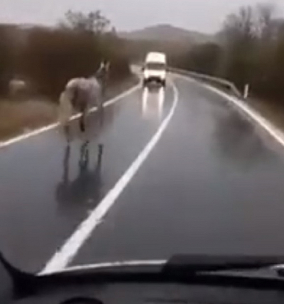 Konj trčao po kolovozu, a vozilo mu naišlo u susret