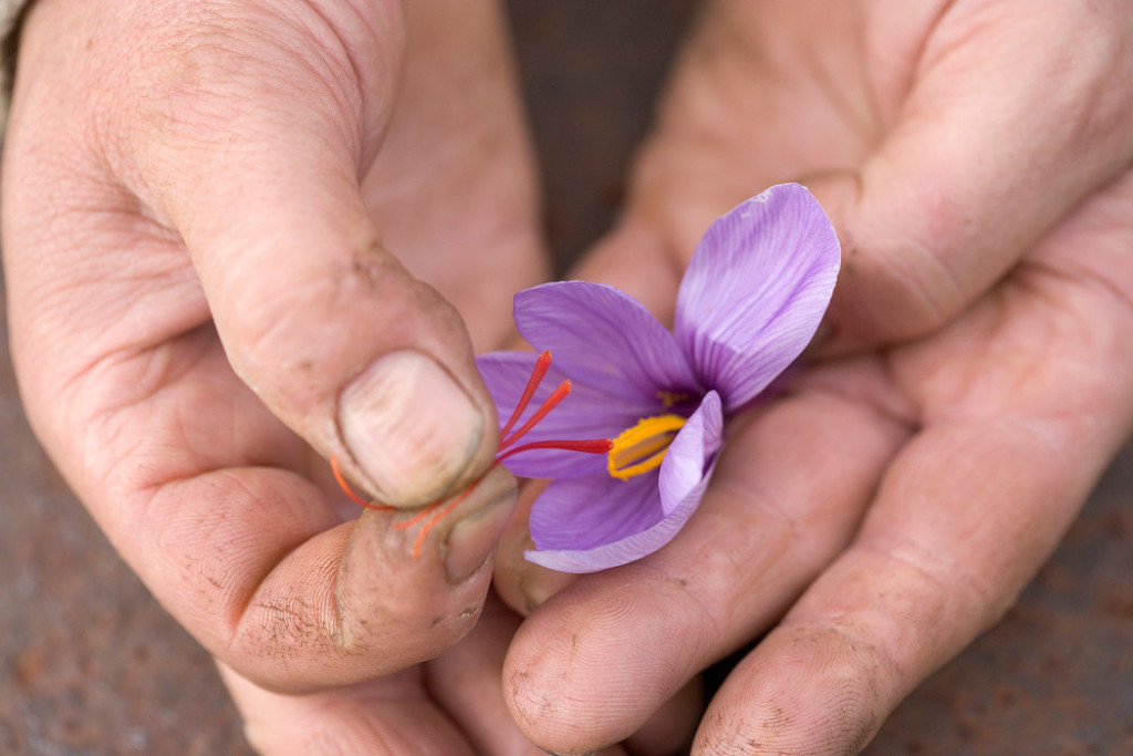 Šafran, začin