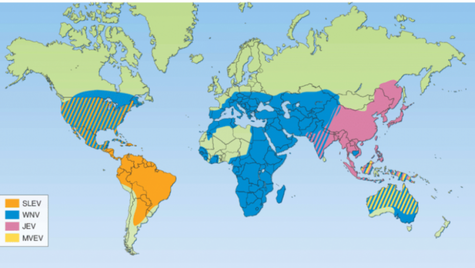 Rasprostranjenost Japanskog encefalitisa