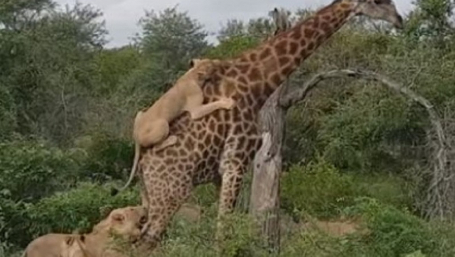 Žirafa se izborila sa lavovima