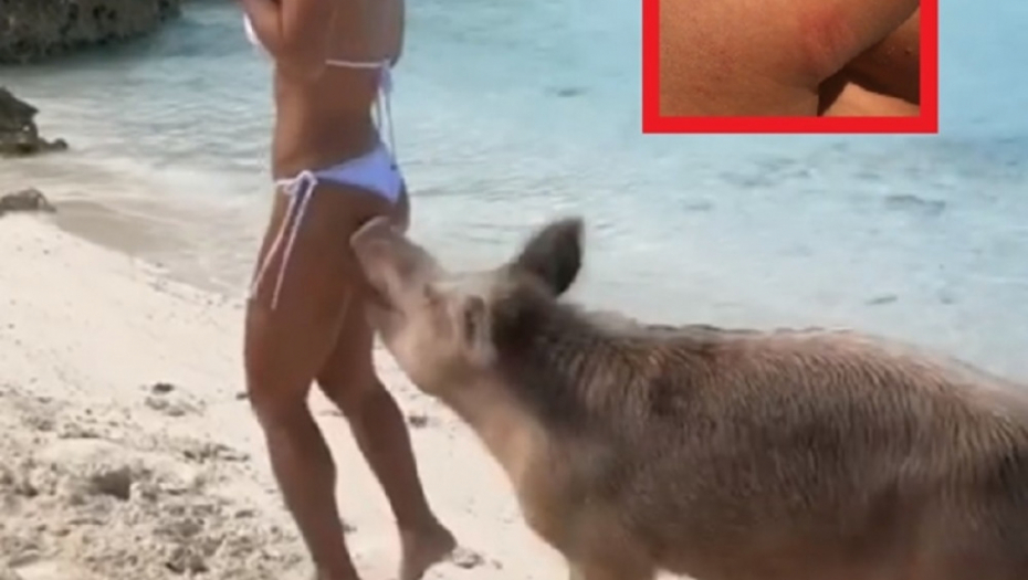 Manekenku ujela svinja