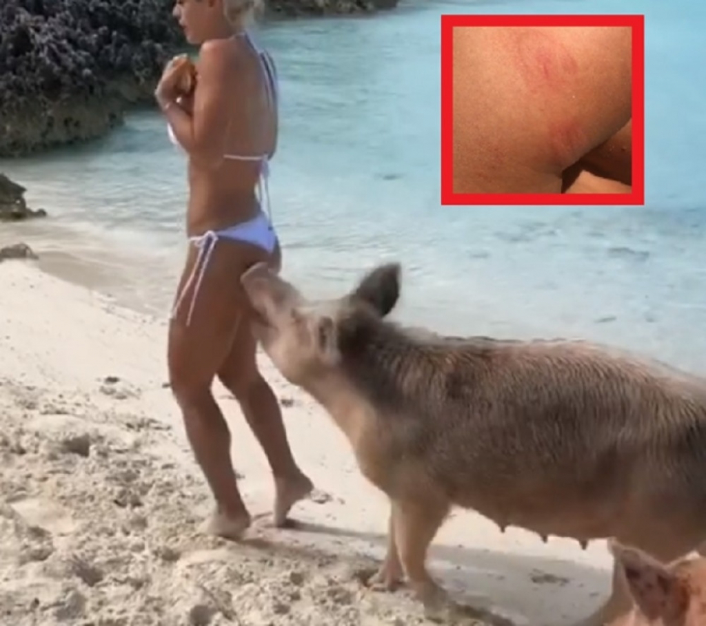 Manekenku ujela svinja