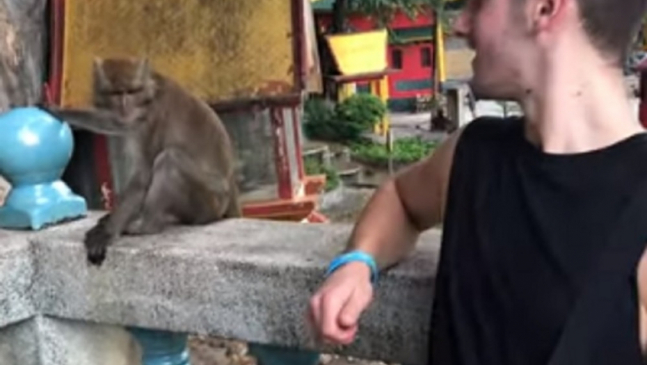 Turista se slikao sa majmunom, a onda - seks