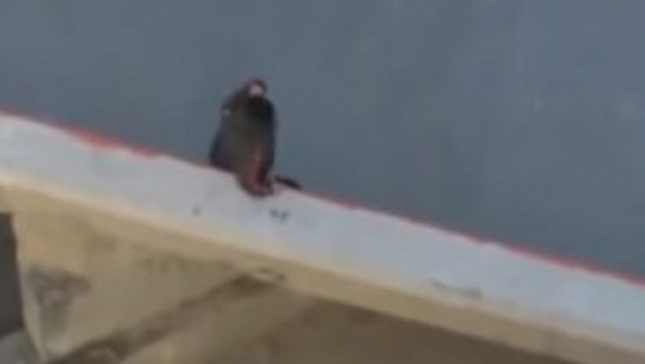 Žena ne može da pređe most od bure