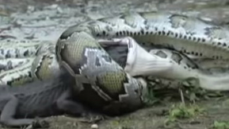 Borba pitona i aligatora