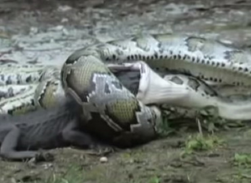 Borba pitona i aligatora