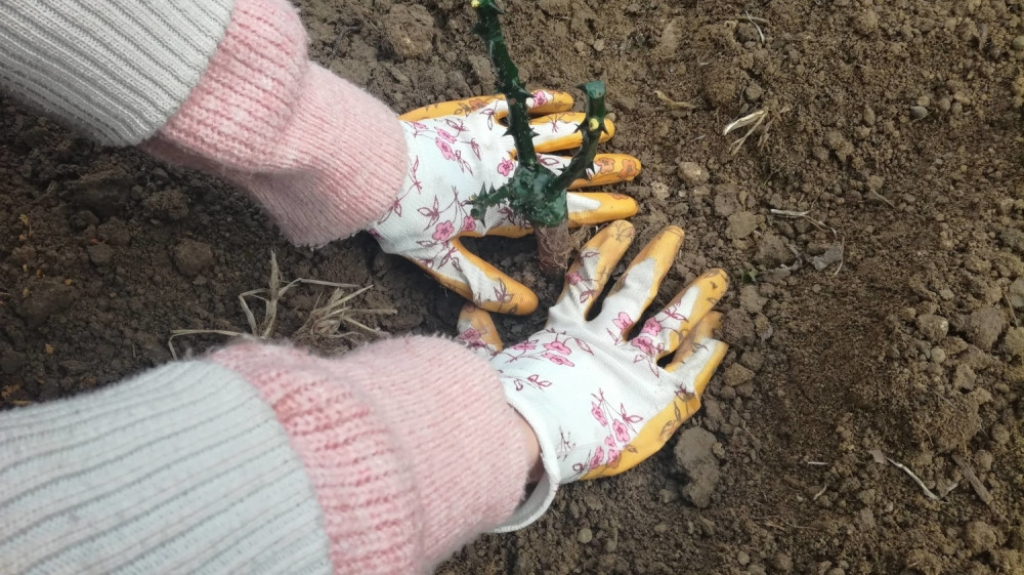 Sađenje ruža u Inđiji