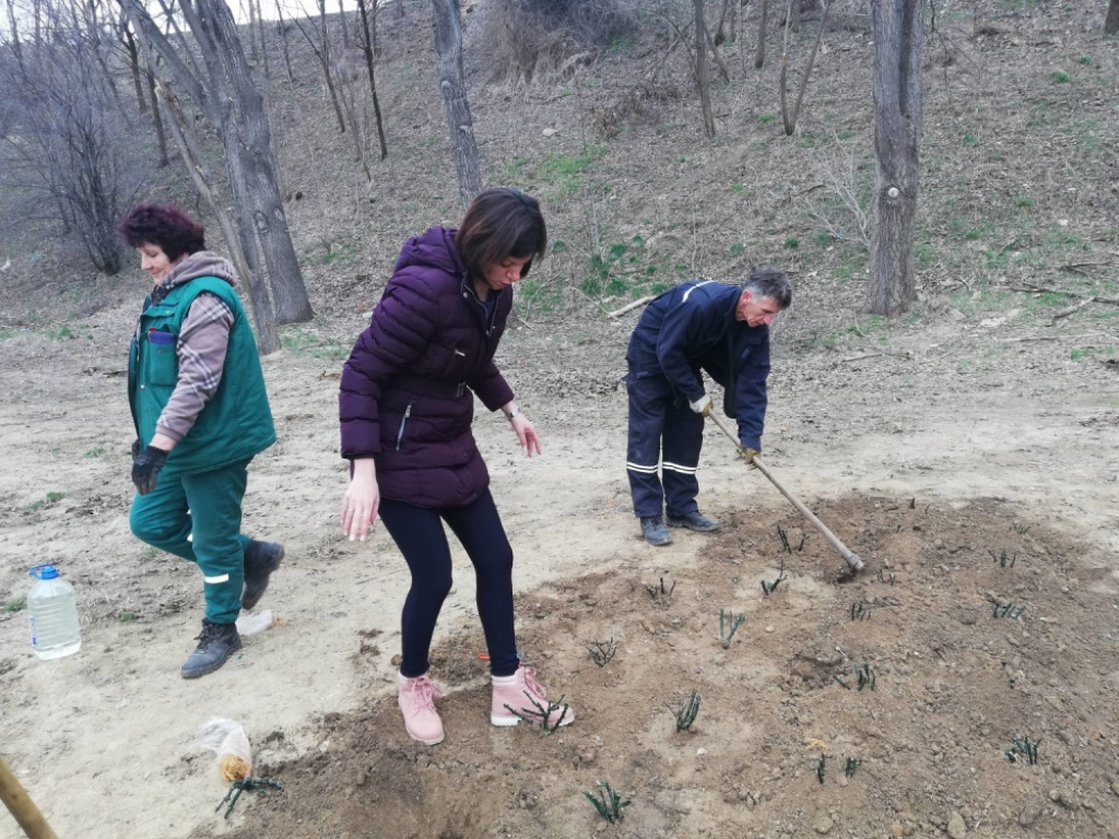 Sađenje ruža u Inđiji