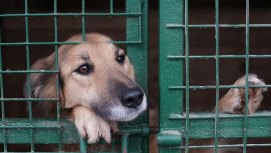 Stariji pas u azilu čeka svoj dom