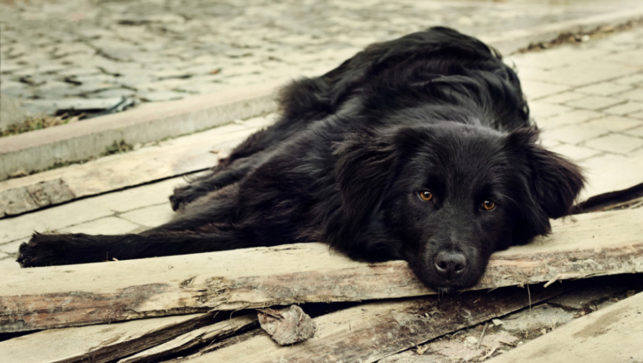 Crni psi su na dnu liste poželjnih kućnih ljubimaca