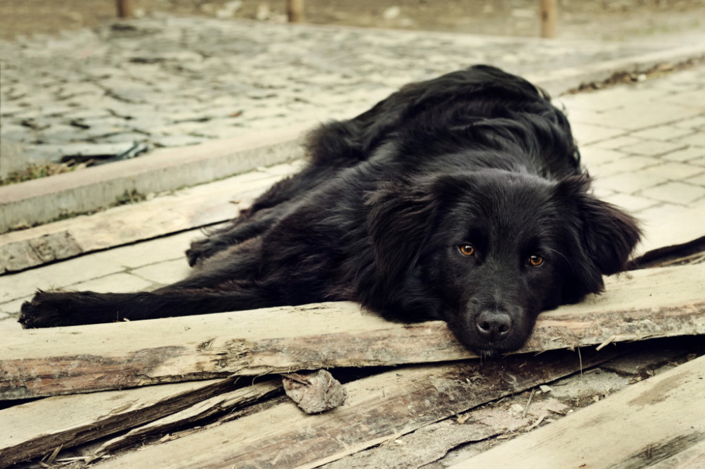 Crni psi su na dnu liste poželjnih kućnih ljubimaca