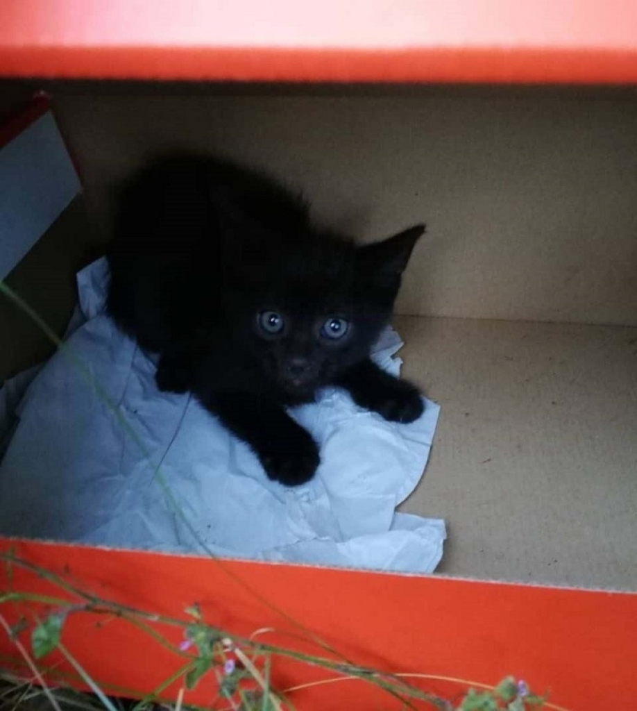 Maca pronađena u kutiji
