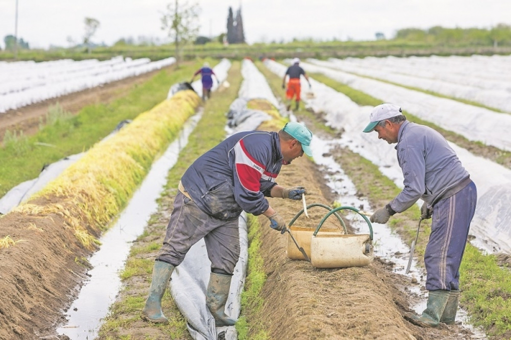 Branje &scaron;pargli i do 100 evra dnevno