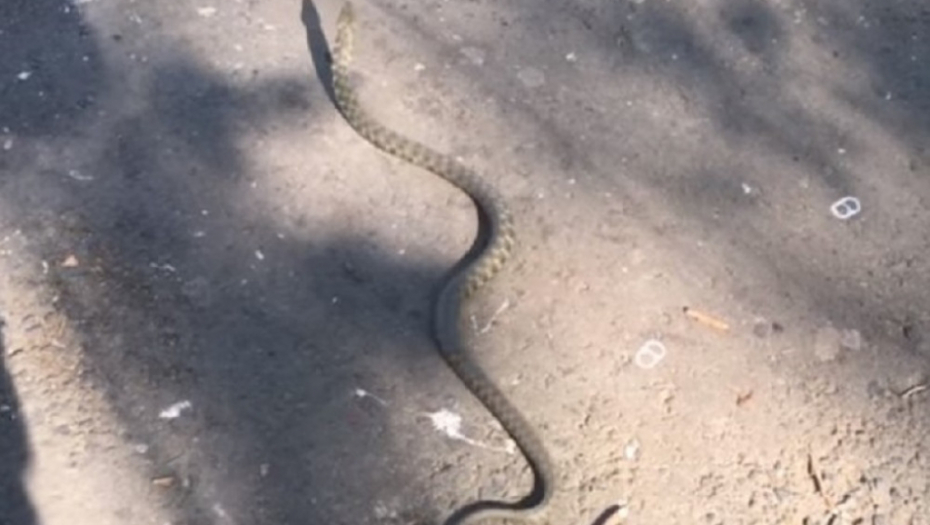 Zmija na Zemunskom keju