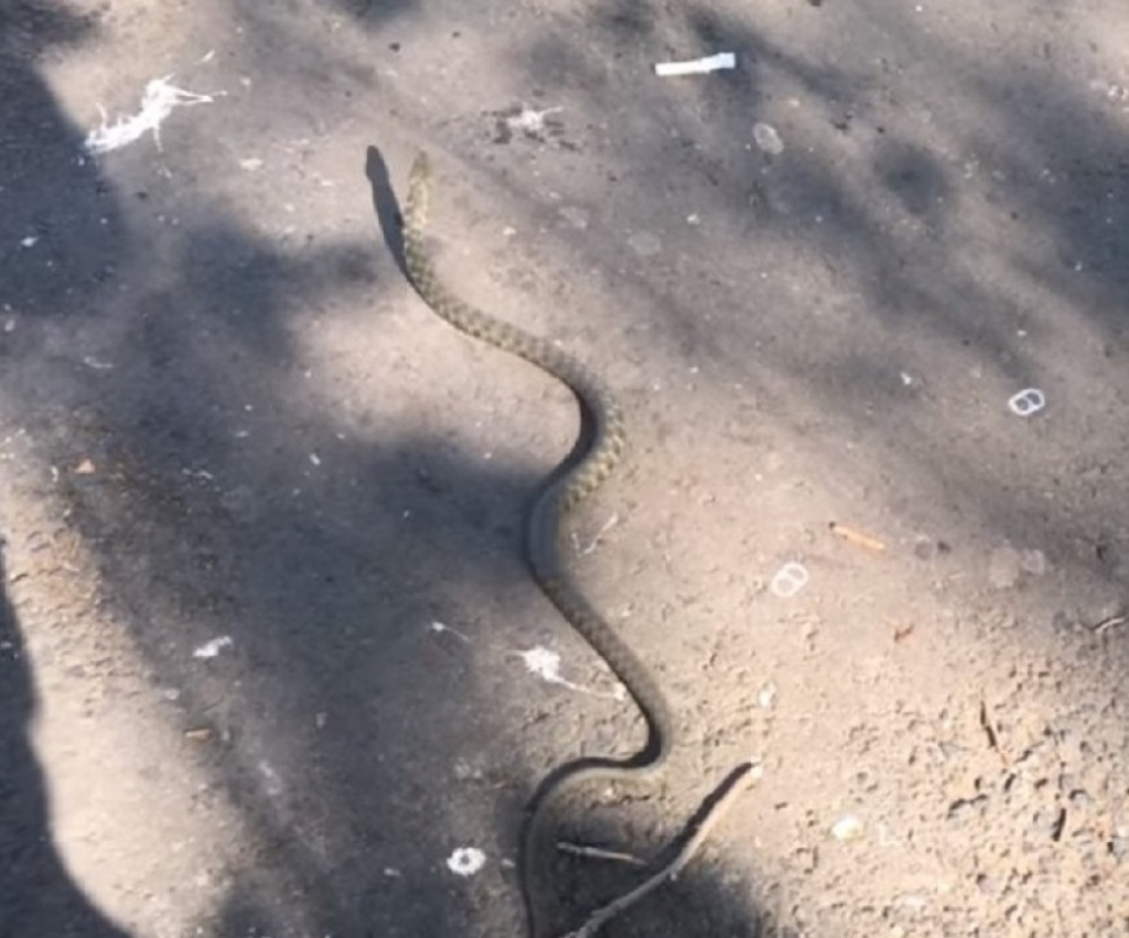 Zmija na Zemunskom keju