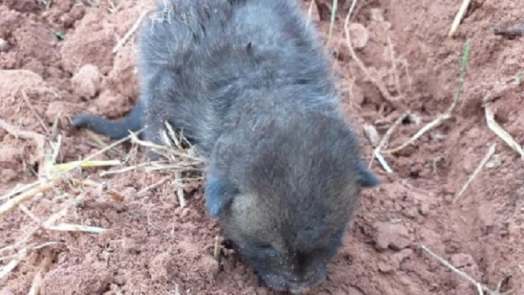 Zemljoradnik naišao na štene u njivi?!