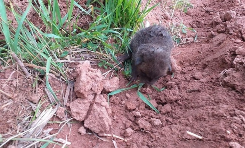 Zemljoradnik naišao na štene u njivi?!