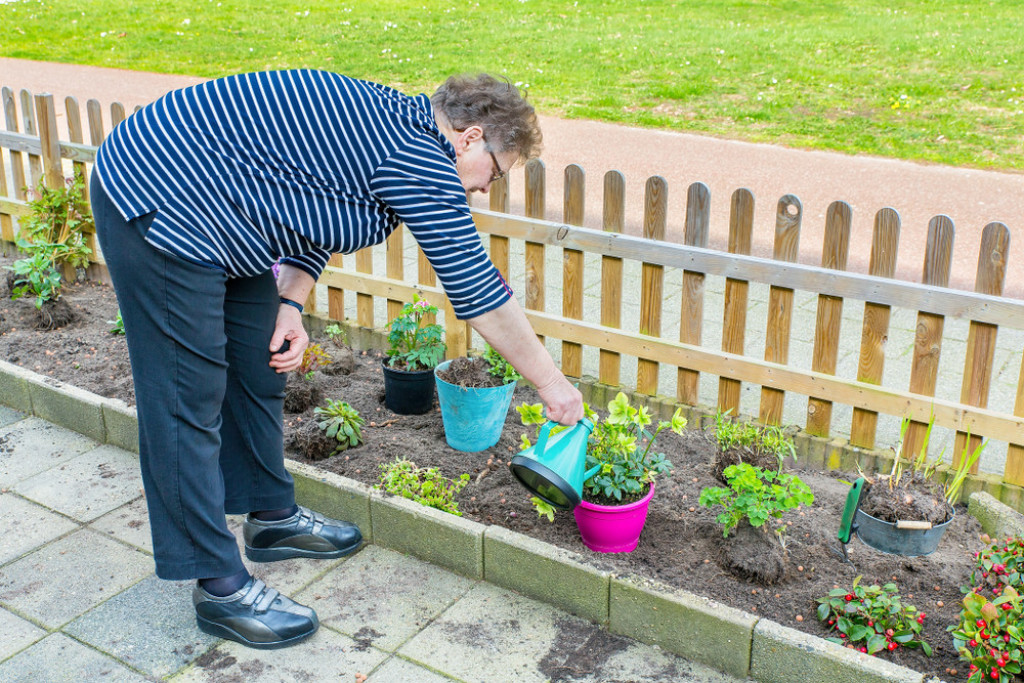 Zova, biljka, cveće, bašta