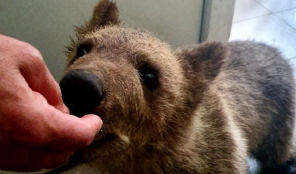 Medved, medvedić Matija