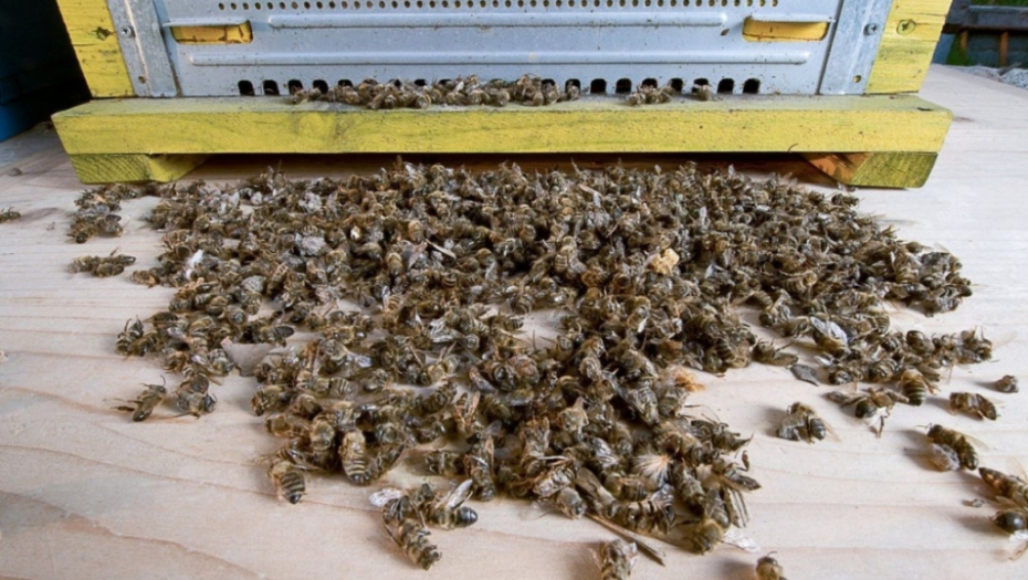 Pomor pčela, pčele