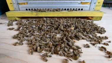 Pomor pčela, pčele