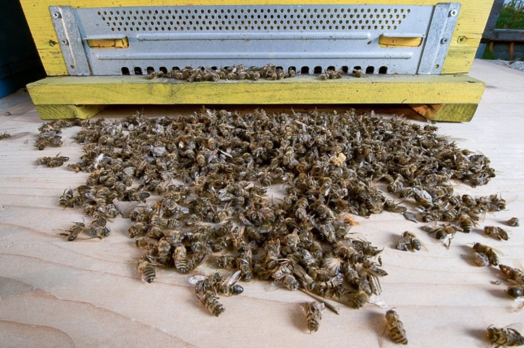 Pomor pčela, pčele