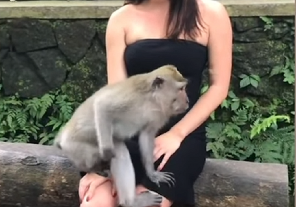 majmun