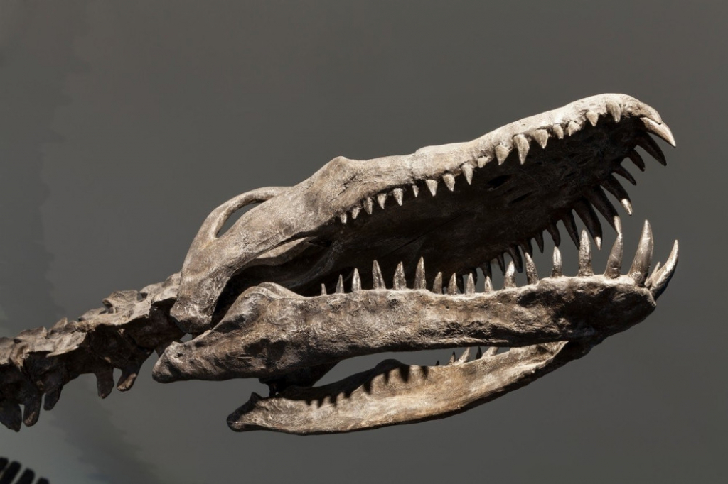 Fosil, elasmosaurus
