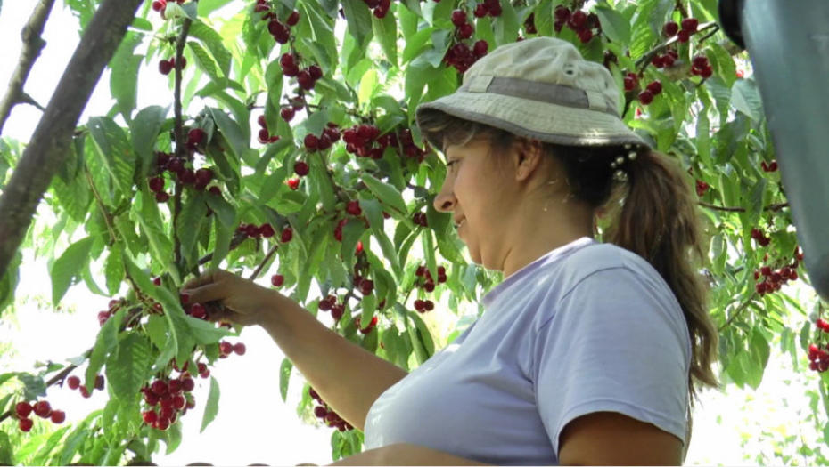 Berba, berači, malina, trešnja, jagoda