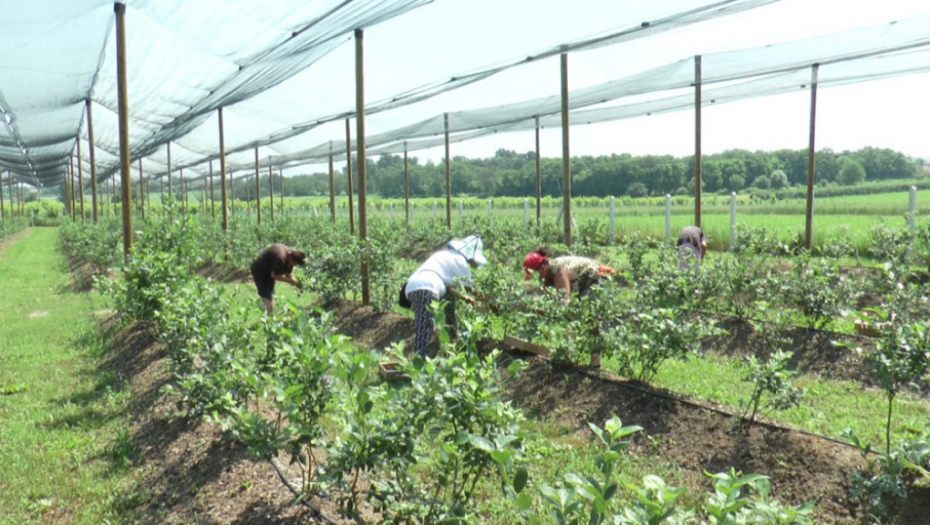 Berba, berači, malina, trešnja, jagoda