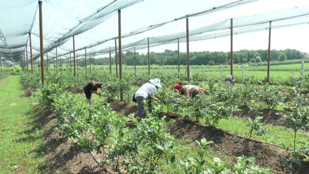 Berba, berači, malina, trešnja, jagoda