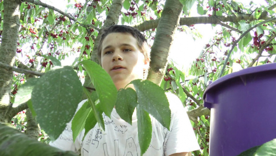 Berba, berači, malina, trešnja, jagoda