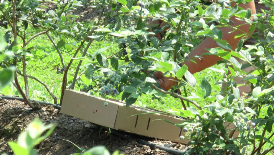 Berba, berači, malina, trešnja, jagoda