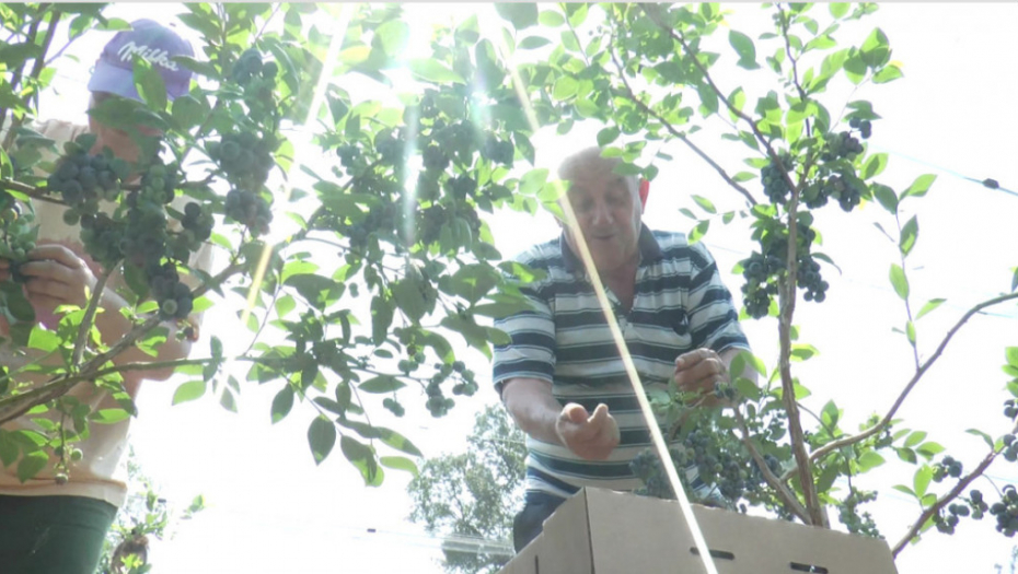 Berba, berači, malina, trešnja, jagoda